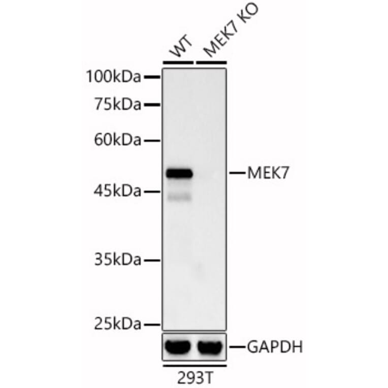 Western Blot - Anti-MKK7 Antibody [ARC0712] (A329606) - Antibodies.com