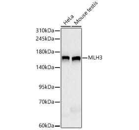 Western Blot - Anti-MLH3 Antibody [ARC66686] (A329607) - Antibodies.com