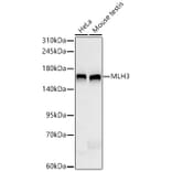 Western Blot - Anti-MLH3 Antibody [ARC66686] (A329607) - Antibodies.com