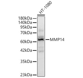 Western Blot - Anti-MMP14 Antibody (A329610) - Antibodies.com