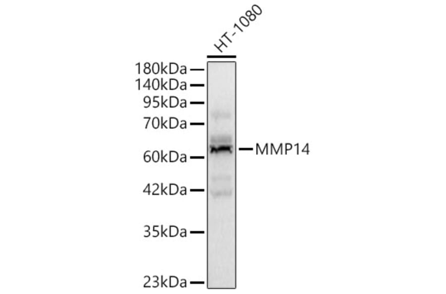 Western Blot - Anti-MMP14 Antibody (A329610) - Antibodies.com