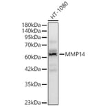 Western Blot - Anti-MMP14 Antibody (A329610) - Antibodies.com