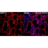Immunofluorescence - Anti-MMP14 Antibody (A329610) - Antibodies.com