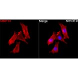 Immunofluorescence - Anti-MMP14 Antibody (A329610) - Antibodies.com