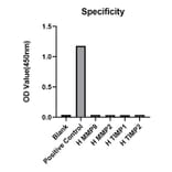 Standard Curve - Anti-MMP3 Antibody (A329612) - Antibodies.com