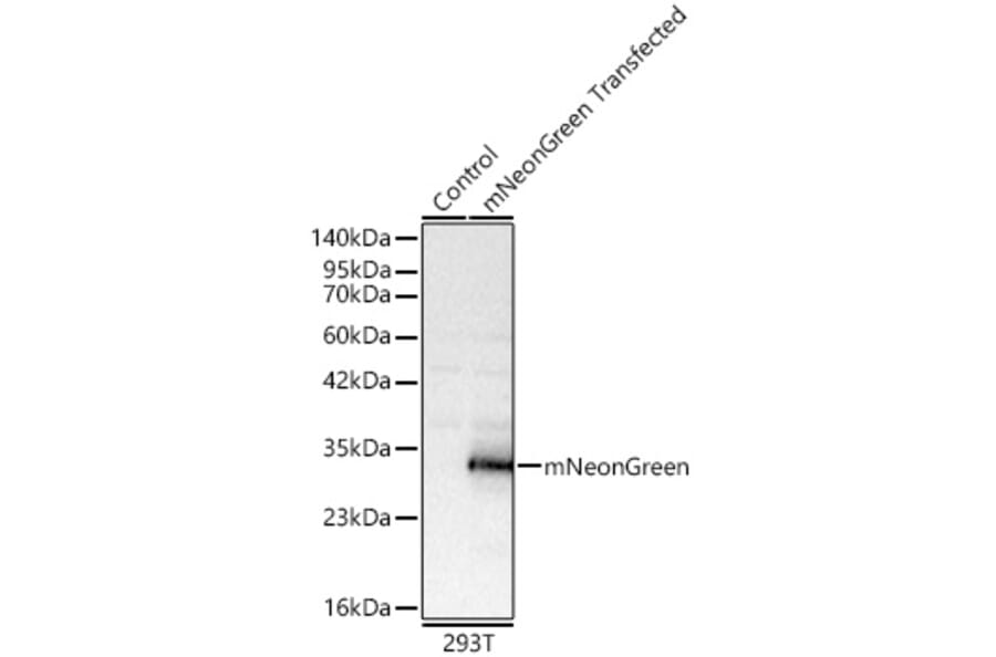 Western Blot - Anti-mNeonGreen Antibody (A329616) - Antibodies.com