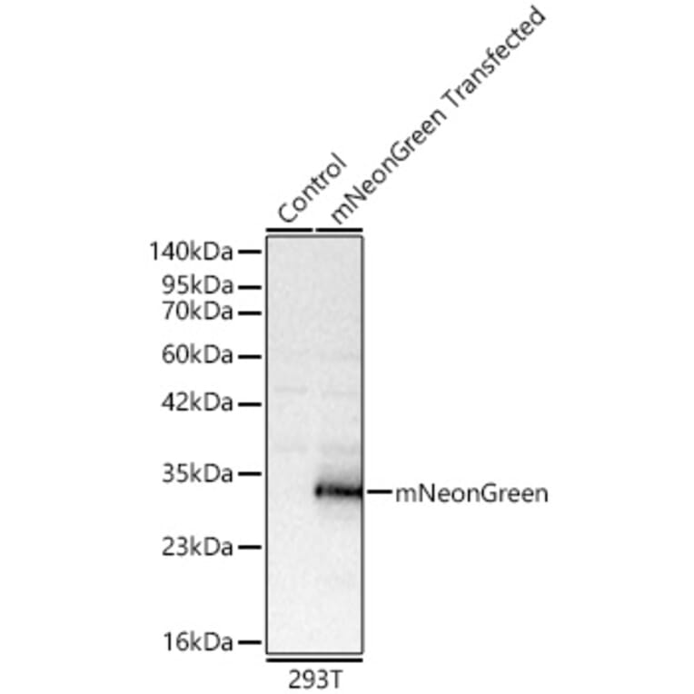 Western Blot - Anti-mNeonGreen Antibody (A329616) - Antibodies.com