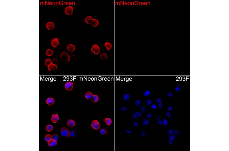 Immunofluorescence - Anti-mNeonGreen Antibody (A329616) - Antibodies.com