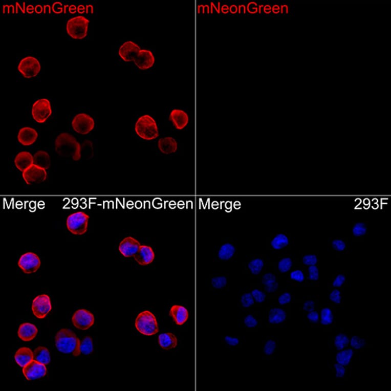Immunofluorescence - Anti-mNeonGreen Antibody (A329616) - Antibodies.com