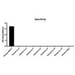 Specificity validation - Anti-Monocyte Chemotactic Protein 1 Antibody (A329618) - Antibodies.com