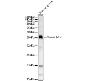 Western Blot - Anti-Mpo Antibody (A329620) - Antibodies.com