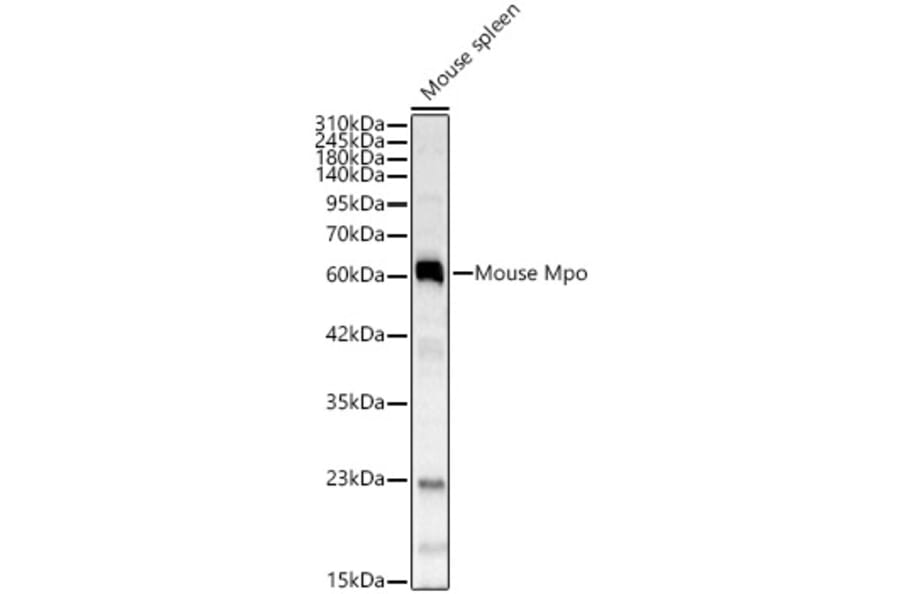 Western Blot - Anti-Mpo Antibody (A329620) - Antibodies.com