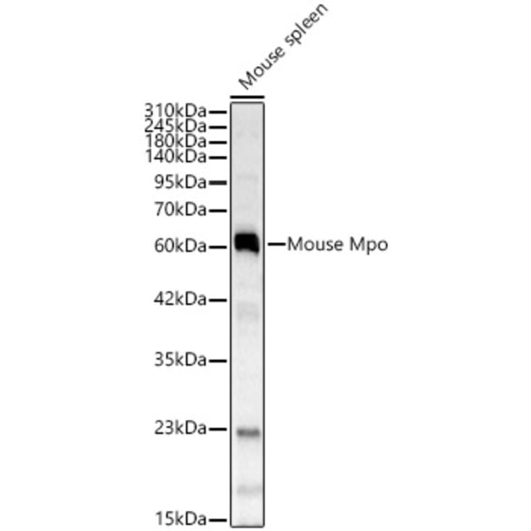 Western Blot - Anti-Mpo Antibody (A329620) - Antibodies.com
