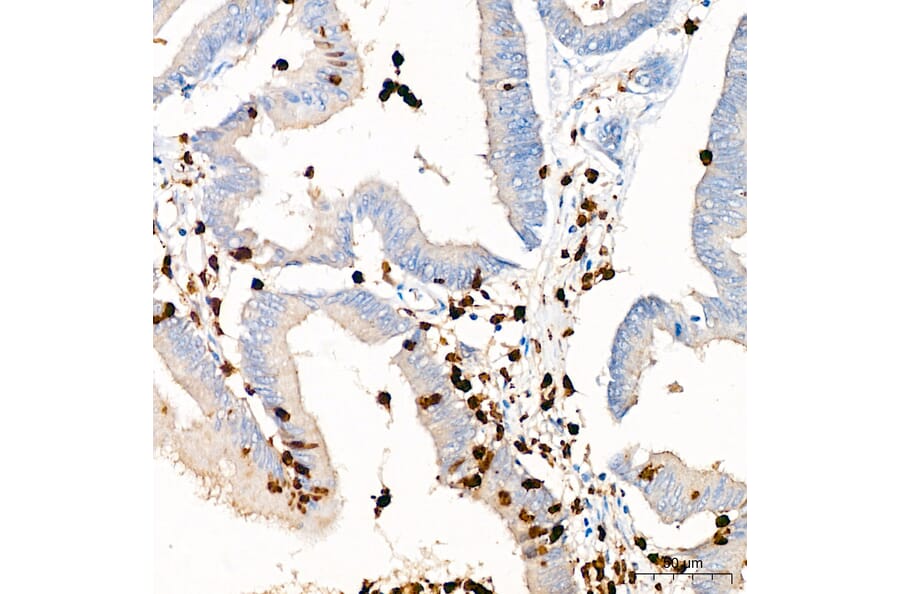 Immunohistochemistry - Anti-Mpo Antibody (A329620) - Antibodies.com