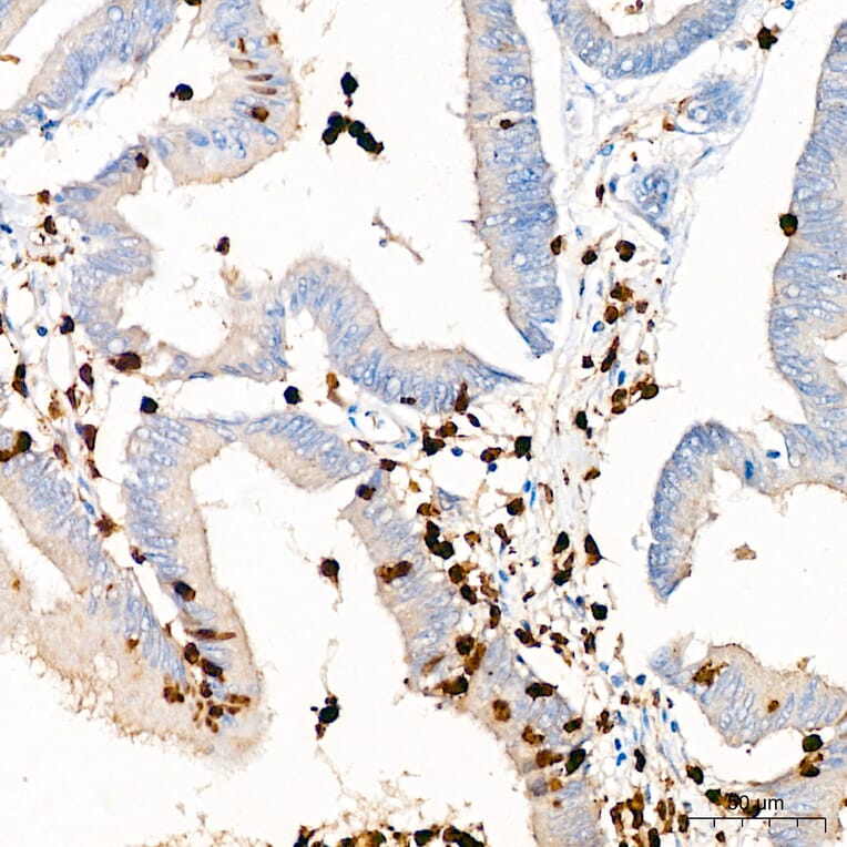 Immunohistochemistry - Anti-Mpo Antibody (A329620) - Antibodies.com