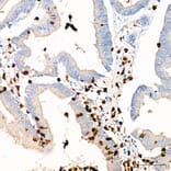 Immunohistochemistry - Anti-Mpo Antibody (A329620) - Antibodies.com