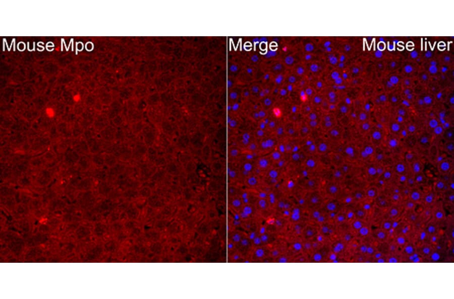Immunofluorescence - Anti-Mpo Antibody (A329620) - Antibodies.com