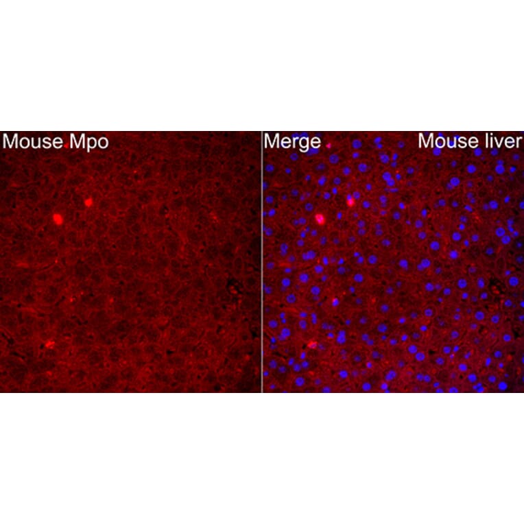 Immunofluorescence - Anti-Mpo Antibody (A329620) - Antibodies.com