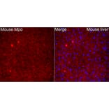 Immunofluorescence - Anti-Mpo Antibody (A329620) - Antibodies.com