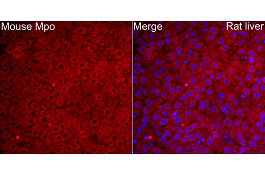 Immunofluorescence - Anti-Mpo Antibody (A329620) - Antibodies.com