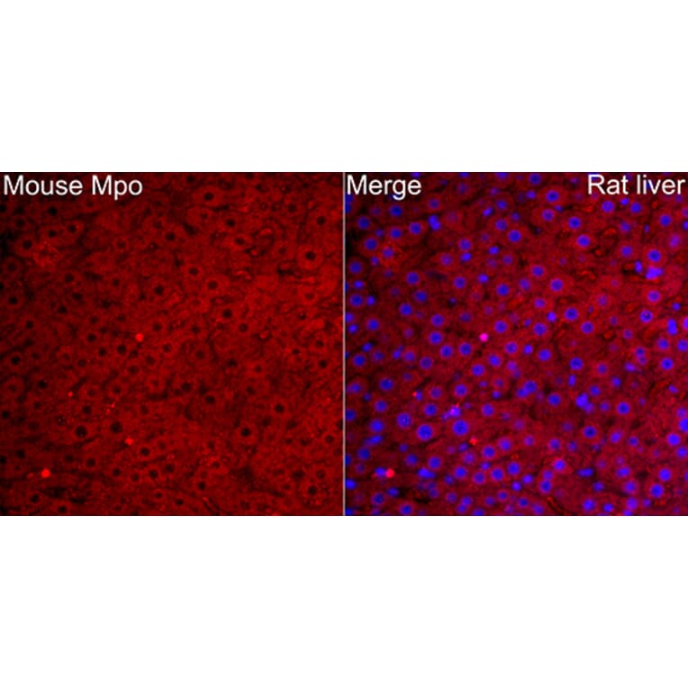 Immunofluorescence - Anti-Mpo Antibody (A329620) - Antibodies.com