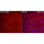 Immunofluorescence - Anti-Mpo Antibody (A329620) - Antibodies.com