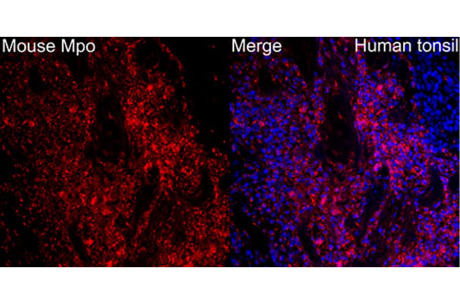 Immunofluorescence - Anti-Mpo Antibody (A329620) - Antibodies.com