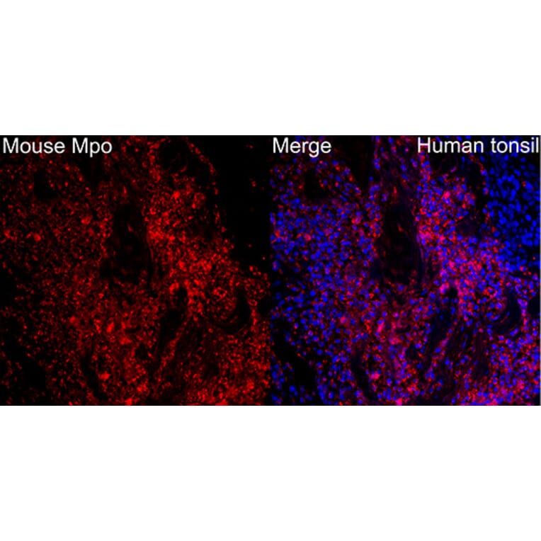 Immunofluorescence - Anti-Mpo Antibody (A329620) - Antibodies.com