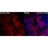 Immunofluorescence - Anti-Mpo Antibody (A329620) - Antibodies.com