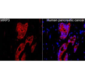 Immunofluorescence - Anti-MRP3 Antibody (A329622) - Antibodies.com