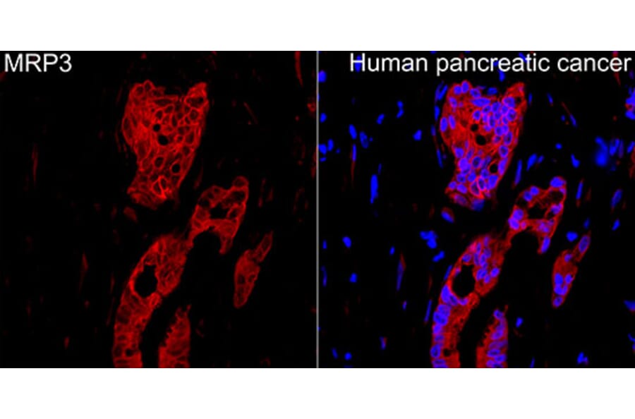 Immunofluorescence - Anti-MRP3 Antibody (A329622) - Antibodies.com