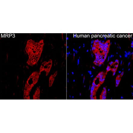 Immunofluorescence - Anti-MRP3 Antibody (A329622) - Antibodies.com
