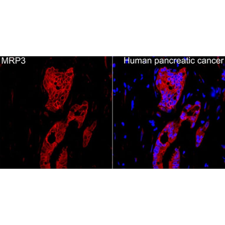 Immunofluorescence - Anti-MRP3 Antibody (A329622) - Antibodies.com