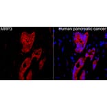 Immunofluorescence - Anti-MRP3 Antibody (A329622) - Antibodies.com