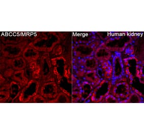 Immunofluorescence - Anti-MRP5 Antibody (A329624) - Antibodies.com