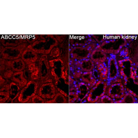 Immunofluorescence - Anti-MRP5 Antibody (A329624) - Antibodies.com