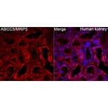 Immunofluorescence - Anti-MRP5 Antibody (A329624) - Antibodies.com