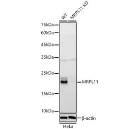 Western Blot - Anti-MRPL11 Antibody (A329625) - Antibodies.com
