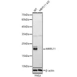 Western Blot - Anti-MRPL11 Antibody (A329625) - Antibodies.com