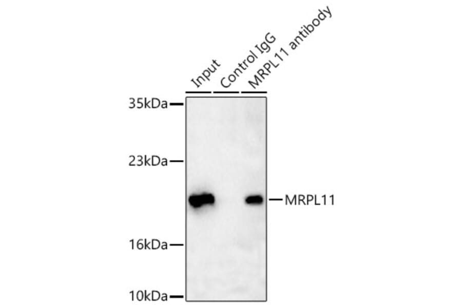 Western Blot - Anti-MRPL11 Antibody (A329625) - Antibodies.com