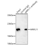 Western Blot - Anti-MRPL11 Antibody (A329625) - Antibodies.com