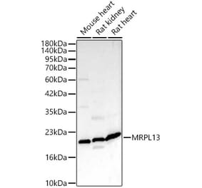 Western Blot - Anti-MRPL13 Antibody (A329626) - Antibodies.com