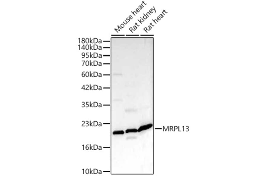 Western Blot - Anti-MRPL13 Antibody (A329626) - Antibodies.com