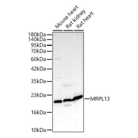 Western Blot - Anti-MRPL13 Antibody (A329626) - Antibodies.com