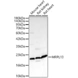Western Blot - Anti-MRPL13 Antibody (A329626) - Antibodies.com