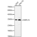 Western Blot - Anti-MRPL15 Antibody (A329627) - Antibodies.com