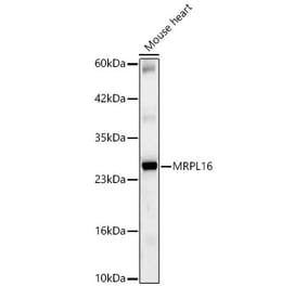 Western Blot - Anti-MRPL16 Antibody (A329628) - Antibodies.com