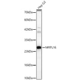 Western Blot - Anti-MRPL16 Antibody (A329628) - Antibodies.com