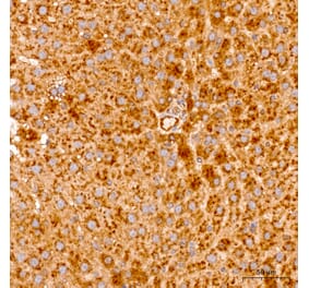 Immunohistochemistry - Anti-MRPL19 Antibody (A329629) - Antibodies.com