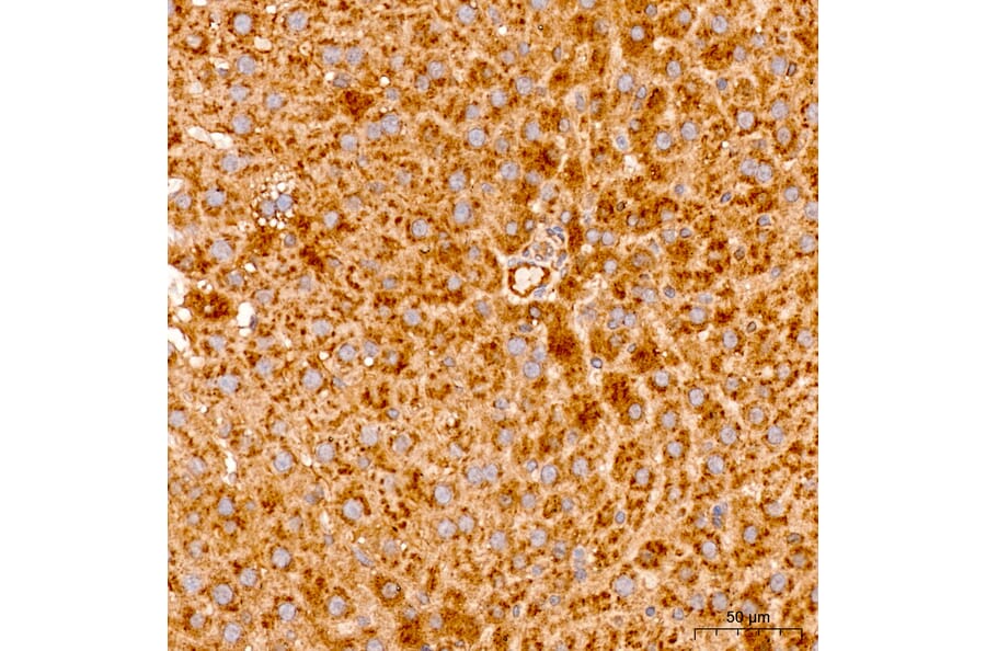 Immunohistochemistry - Anti-MRPL19 Antibody (A329629) - Antibodies.com